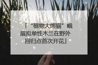 “植物大熊猫”峨眉拟单性木兰在野外回归点首次开花