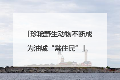 珍稀野生动物不断成为油城“常住民”