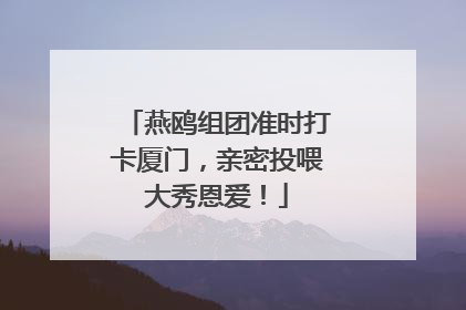 燕鸥组团准时打卡厦门，亲密投喂大秀恩爱！
