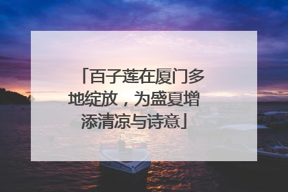 百子莲在厦门多地绽放，为盛夏增添清凉与诗意