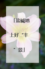 盐碱地上好“丰”景