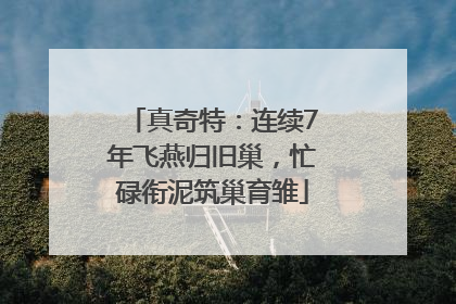 真奇特：连续7年飞燕归旧巢，忙碌衔泥筑巢育雏