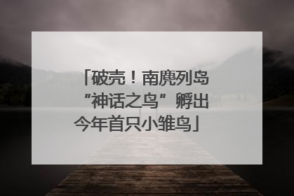 破壳！南麂列岛“神话之鸟”孵出今年首只小雏鸟
