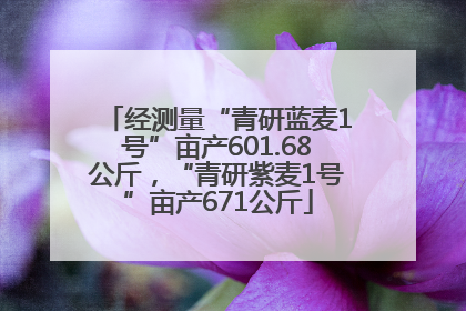 经测量“青研蓝麦1号”亩产601.68公斤，“青研紫麦1号”亩产671公斤