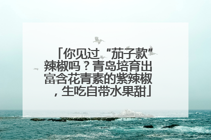 你见过“茄子款”辣椒吗？青岛培育出富含花青素的紫辣椒，生吃自带水果甜