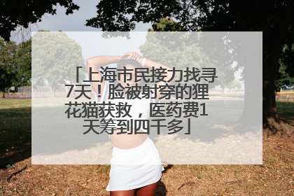 上海市民接力找寻7天！脸被射穿的狸花猫获救，医药费1天筹到四千多
