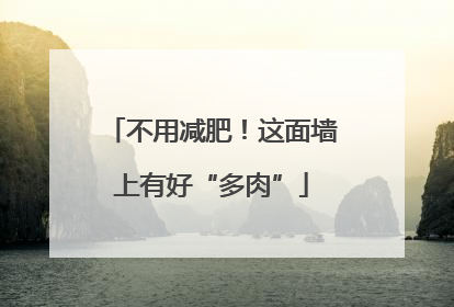 不用减肥！这面墙上有好“多肉”