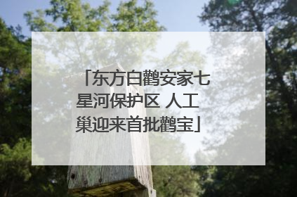 东方白鹳安家七星河保护区 人工巢迎来首批鹳宝