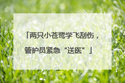 两只小苍鹭学飞刮伤，管护员紧急“送医”