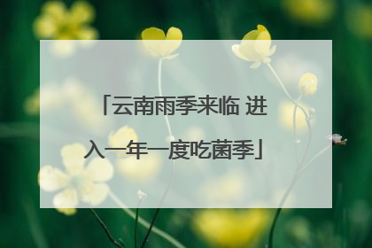 云南雨季来临 进入一年一度吃菌季