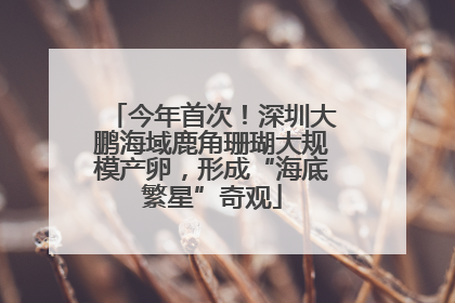 今年首次！深圳大鹏海域鹿角珊瑚大规模产卵，形成“海底繁星”奇观