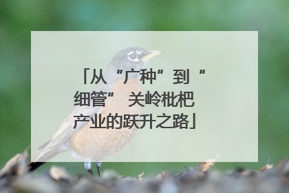 从“广种”到“细管” 关岭枇杷产业的跃升之路