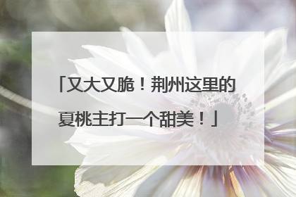 又大又脆！荆州这里的夏桃主打一个甜美！