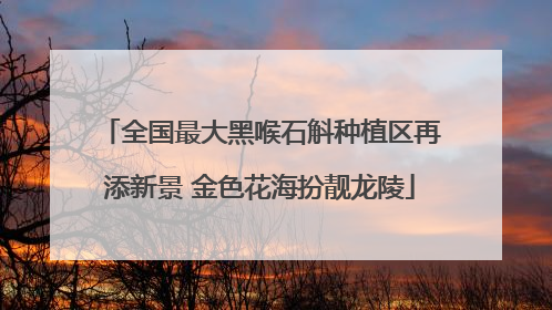 全国最大黑喉石斛种植区再添新景 金色花海扮靓龙陵