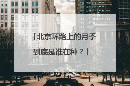 北京环路上的月季到底是谁在种？