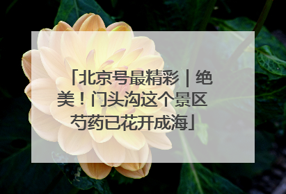 北京号最精彩｜绝美！门头沟这个景区芍药已花开成海