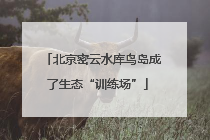 北京密云水库鸟岛成了生态“训练场”