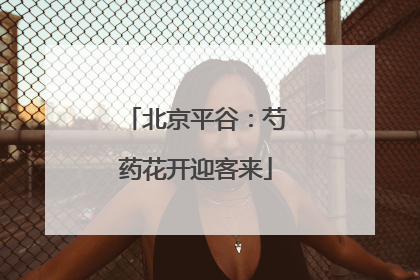 北京平谷：芍药花开迎客来
