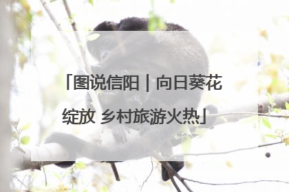 图说信阳｜向日葵花绽放 乡村旅游火热