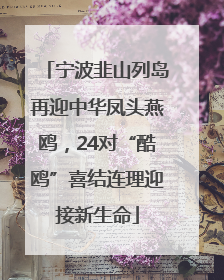 宁波韭山列岛再迎中华凤头燕鸥，24对“酷鸥”喜结连理迎接新生命