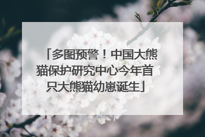 多图预警！中国大熊猫保护研究中心今年首只大熊猫幼崽诞生