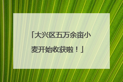 大兴区五万余亩小麦开始收获啦！