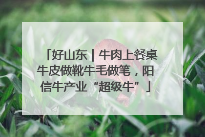 好山东｜牛肉上餐桌牛皮做靴牛毛做笔，阳信牛产业“超级牛”