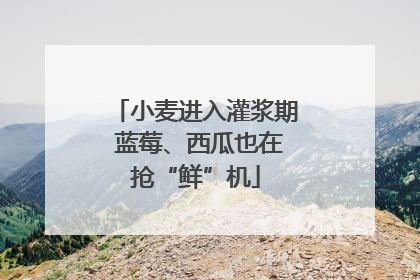 小麦进入灌浆期 蓝莓、西瓜也在抢“鲜”机