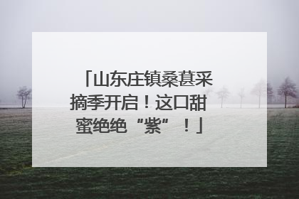 山东庄镇桑葚采摘季开启！这口甜蜜绝绝“紫”！