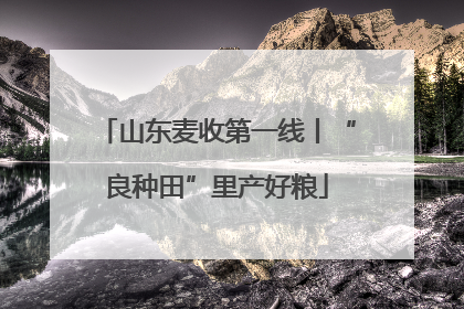 山东麦收第一线丨“良种田”里产好粮