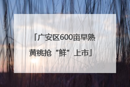 广安区600亩早熟黄桃抢“鲜”上市
