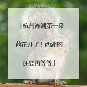 杭州湘湖第一朵荷花开了！西湖的还要再等等