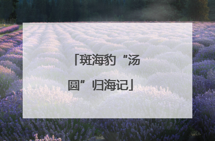 斑海豹“汤圆”归海记