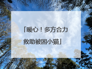 暖心！多方合力救助被困小猫