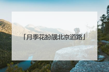 月季花扮靓北京道路