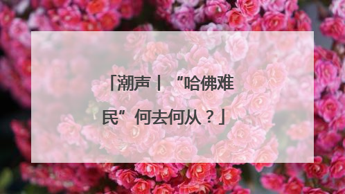 潮声丨“哈佛难民”何去何从？