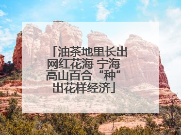 油茶地里长出网红花海 宁海高山百合“种”出花样经济