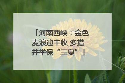 河南西峡：金色麦浪迎丰收 多措并举保“三夏”