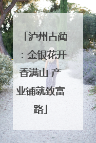 泸州古蔺：金银花开香满山 产业铺就致富路