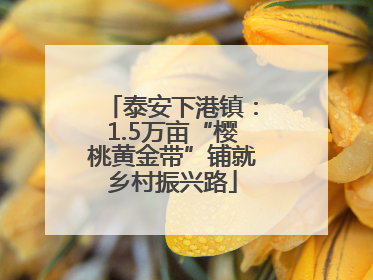 泰安下港镇：1.5万亩“樱桃黄金带”铺就乡村振兴路