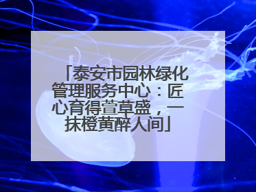 泰安市园林绿化管理服务中心：匠心育得萱草盛，一抹橙黄醉人间