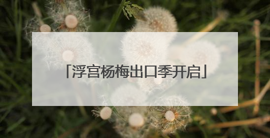 浮宫杨梅出口季开启