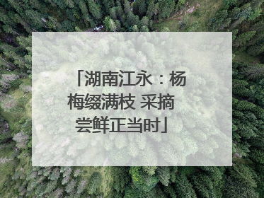 湖南江永：杨梅缀满枝 采摘尝鲜正当时