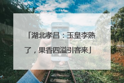 湖北孝昌：玉皇李熟了，果香四溢引客来