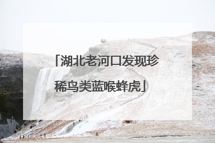 湖北老河口发现珍稀鸟类蓝喉蜂虎