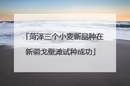 菏泽三个小麦新品种在新疆戈壁滩试种成功