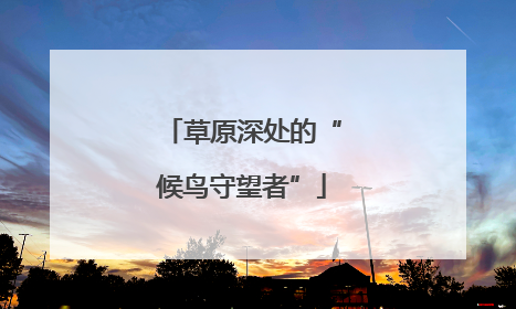 草原深处的“候鸟守望者”