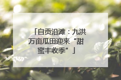 自贡沿滩：九洪万亩瓜田迎来“甜蜜丰收季”