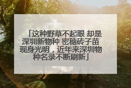 这种野草不起眼 却是深圳新物种 密穗砖子苗现身光明，近年来深圳物种名录不断刷新