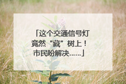这个交通信号灯竟然“藏”树上！市民盼解决……